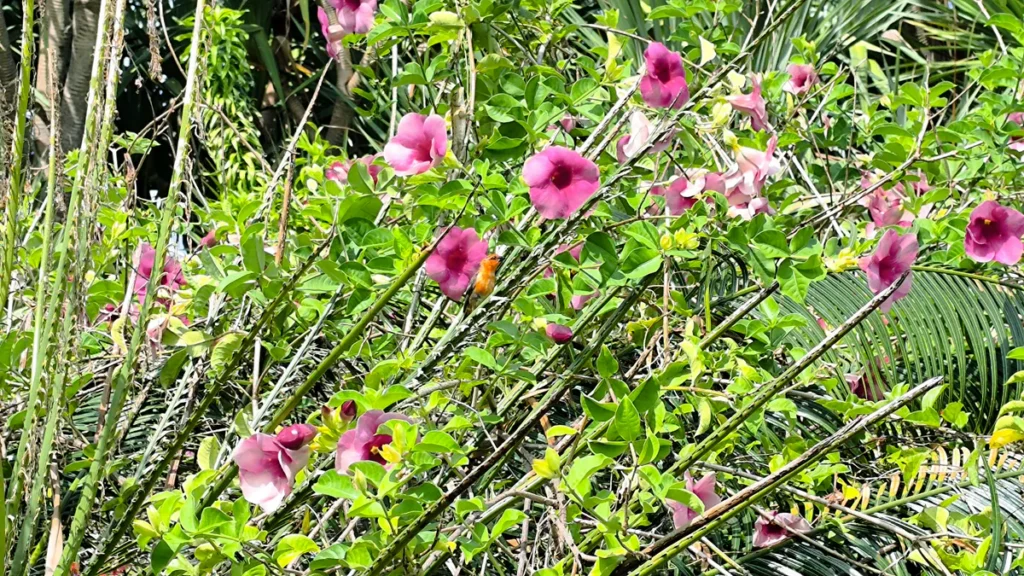 Massif d'allamanda rose dense avec de nombreuses fleurs épanouies et des tiges entrelacées à La Réunion.