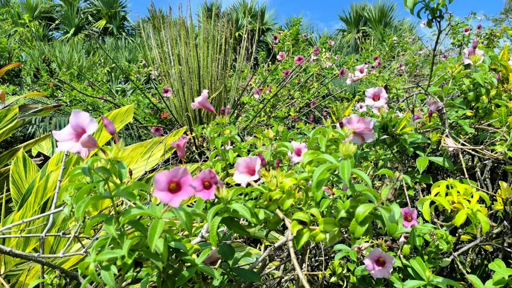 Vue d'ensemble d'un arbuste d'allamanda aux fleurs roses en forme de trompette sous le soleil réunionnais.
