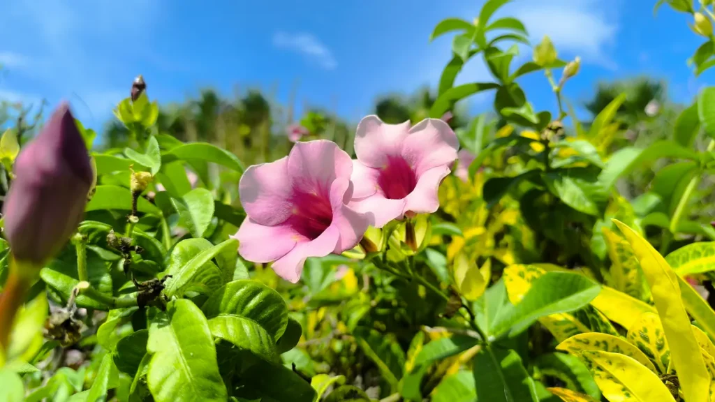 Gros plan sur deux fleurs d'allamanda rose montrant leurs pétales délicats et leur cœur magenta sous un ciel bleu.