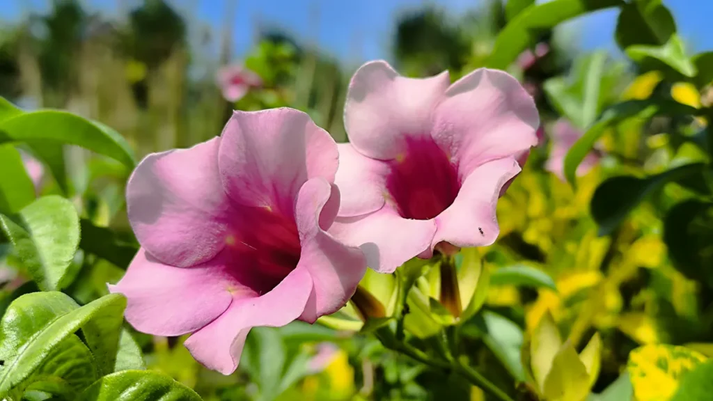 Très gros plan de deux fleurs roses d'allamanda baignées de lumière avec une petite fourmi sur un pétale.
