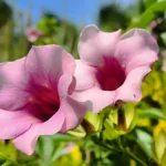 Très gros plan de deux fleurs roses d'allamanda baignées de lumière avec une petite fourmi sur un pétale.