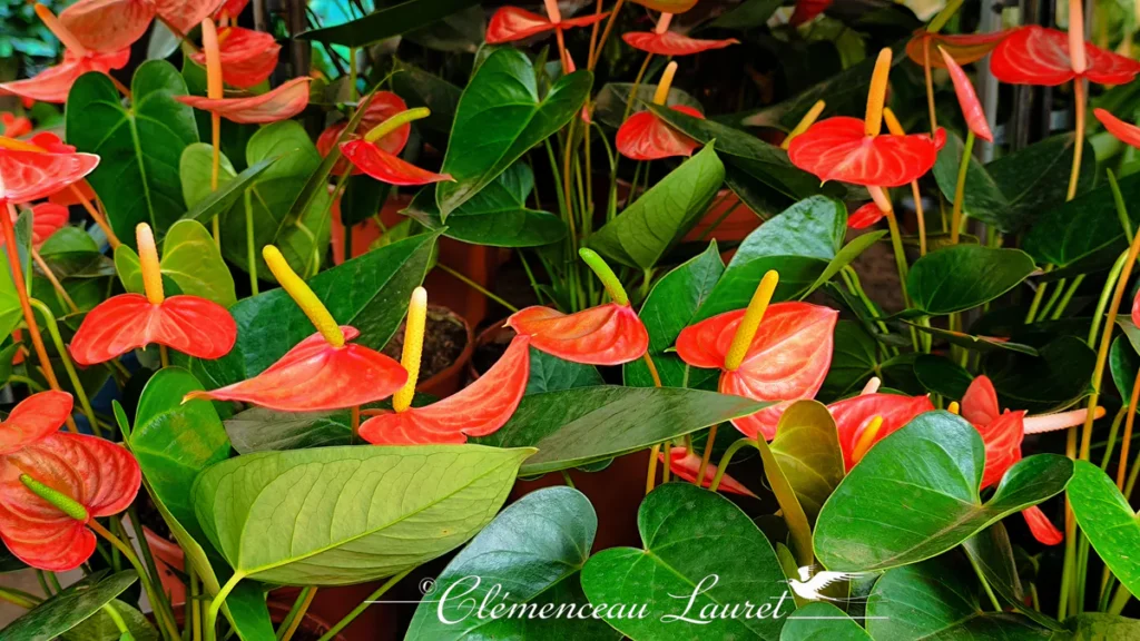 Massif d'anthuriums rouges et oranges aux spathes brillantes dans un jardin créole à La Réunion
