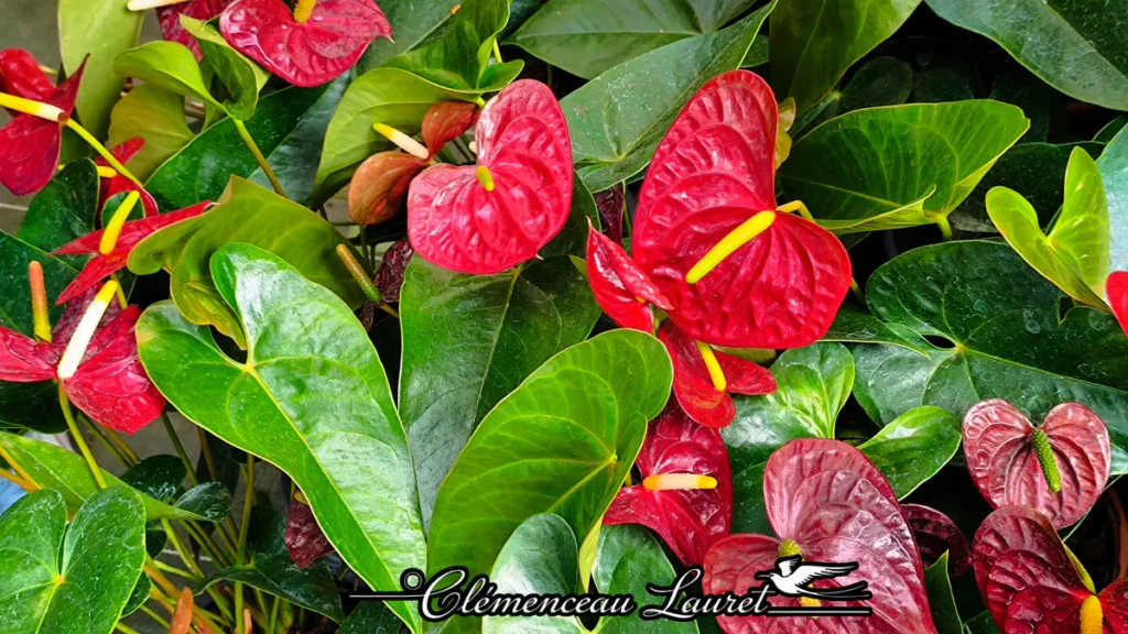 Gros plan sur des fleurs d'anthurium rouge vif en forme de cœur avec spadice jaune à La Réunion