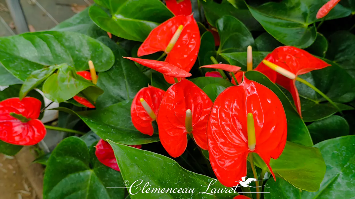 Fleur d'anthurium rouge éclatant avec spadice vert et jaune entourée de feuilles vertes à La Réunion