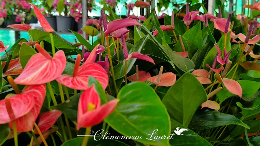 Anthuriums rose fuchsia et rose pâle aux spadices violacés cultivés à La Réunion