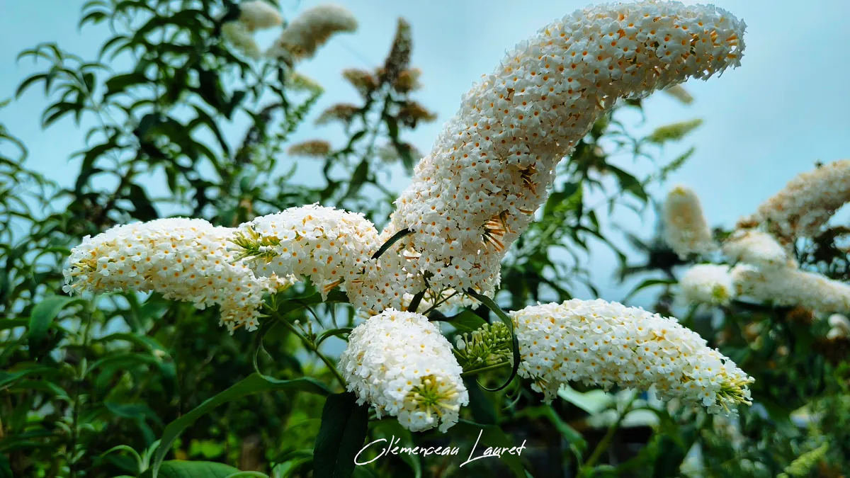 Profusion de fleurs blanches d'arbre aux papillons inclinées vers le ciel du Tévelave