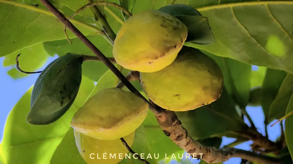 Fruits du badamier vus de dessous sous le soleil de Saint-Joseph à l'Île de la Réunion