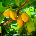 Feuillage vert intense et fruits de badamier au bord de mer à La Réunion