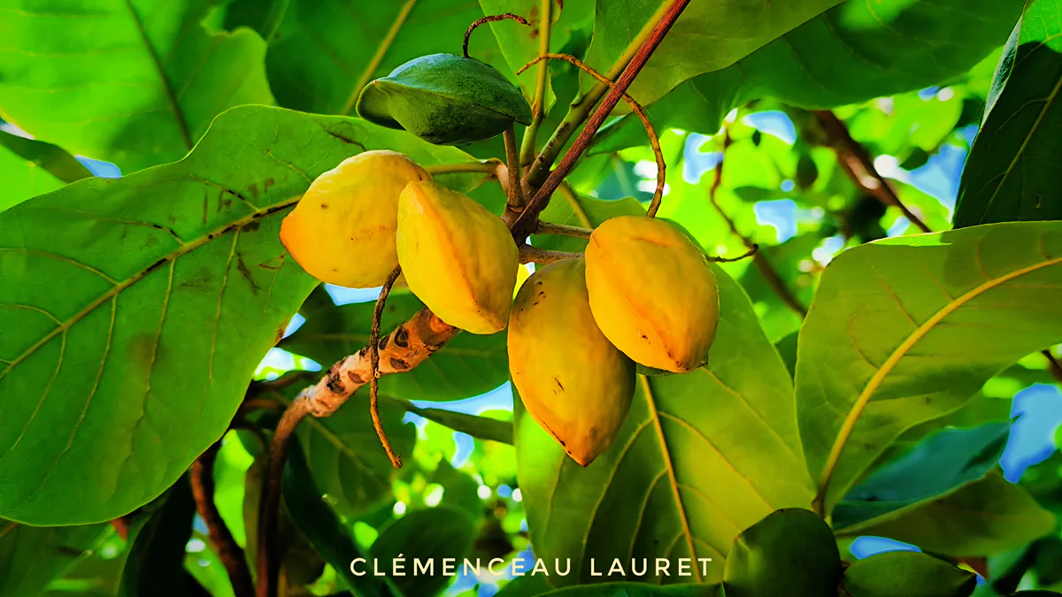 Feuillage vert intense et fruits de badamier au bord de mer à La Réunion