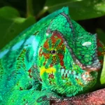 Gros plan sur la tête d'un caméléon panthère vert vif avec des motifs rouges, posé sur une branche marron.