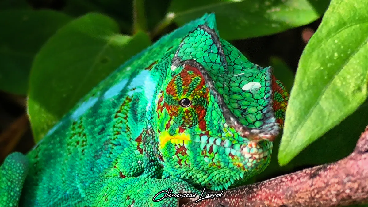 Gros plan sur la tête d'un caméléon panthère vert vif avec des motifs rouges, posé sur une branche marron.