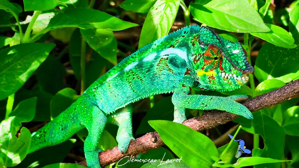 Caméléon vert clair doté d'une ligne blanche latérale marchant sur une branche fine au milieu de feuilles vertes.