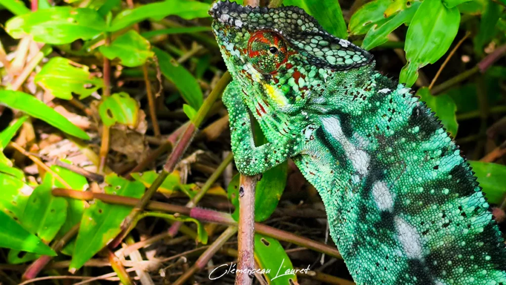 Caméléon vert accroché à une brindille verticale avec sa patte avant, mettant en évidence son casque sombre et son œil.