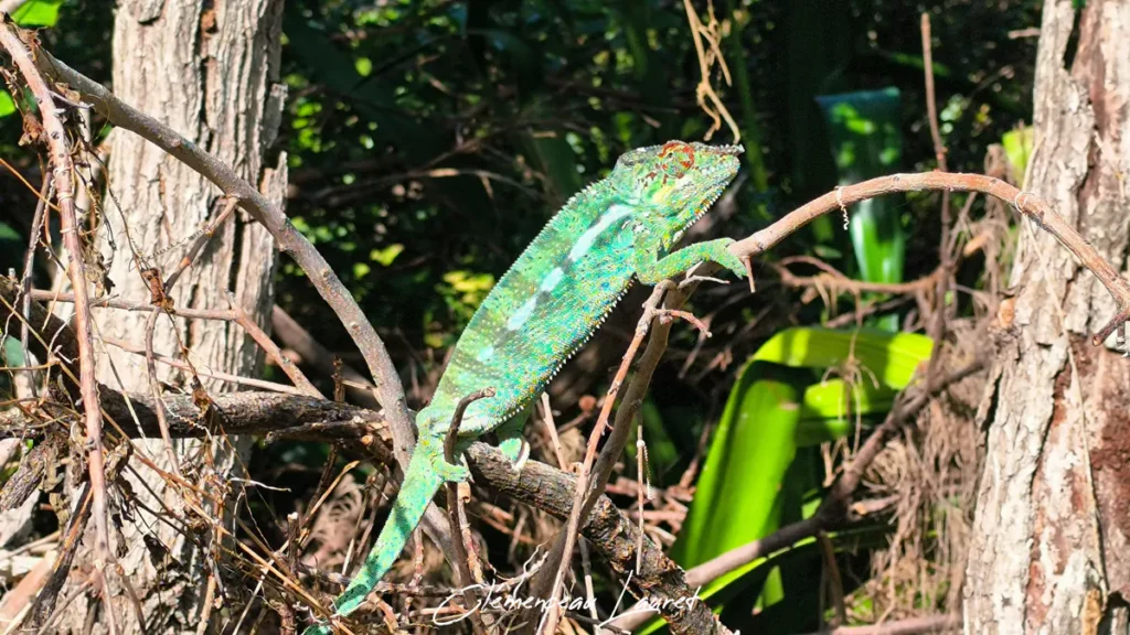 Caméléon vert et bleu grimpant de profil sur des branches sèches avec des troncs d'arbres en arrière-plan sous un grand soleil.