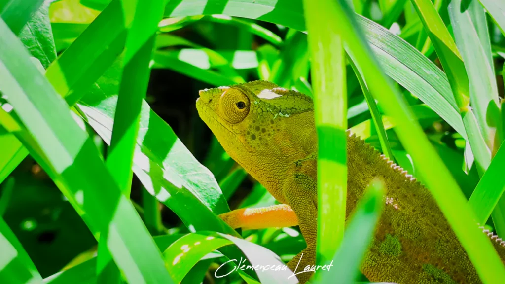 Profil de la tête d'un caméléon vert-jaune se cachant derrière de longues herbes vertes lumineuses.