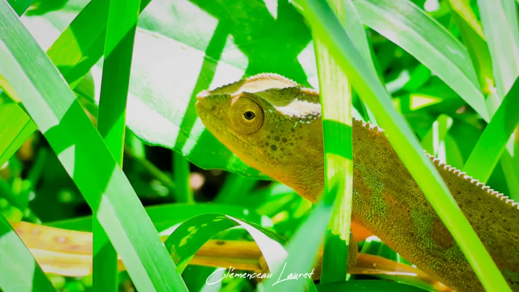 Tête d'un caméléon vert-jaune regardant fixement à travers d'épaisses feuilles vertes éclairées par le soleil.