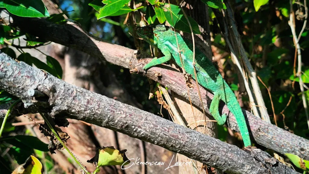 Caméléon vert clair descendant le long d'un épais tronc d'arbre gris incliné avec des ombres et lumières très marquées.