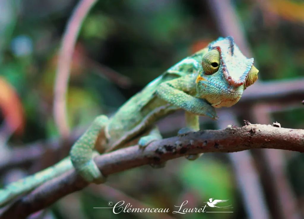 Caméléon aux teintes vert pâle et bleutées en équilibre sur une petite branche morte avec un arrière-plan flou.