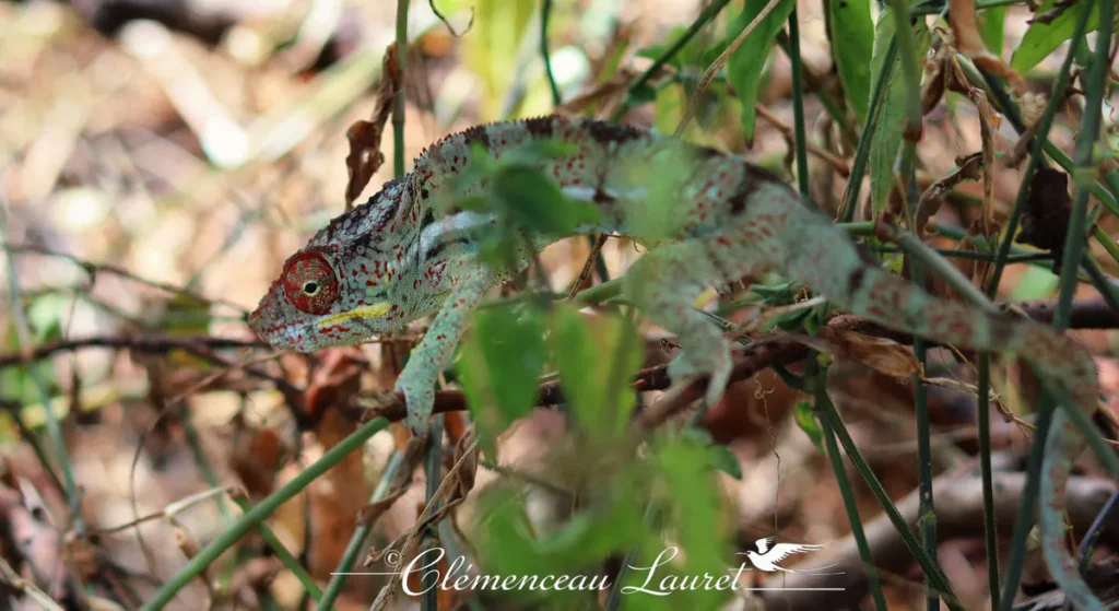 Caméléon gris-vert avec des taches rouges marchant sur des brindilles sèches entourées de quelques feuilles vertes.