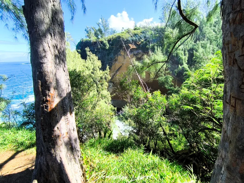 Vue encadrée par deux troncs de filaos sur le sentier du Cap Jaune à Vincendo révélant la falaise volcanique jaune et la mer.