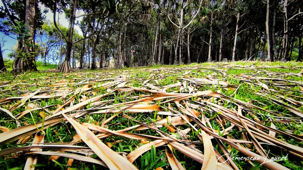 Gros plan au sol sur les feuilles séchées d'vacoas recouvrant le sous-bois du Cap Méchant.