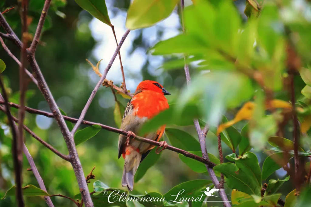 Cardinal de La Réunion au plumage rouge éclatant perché sur une branche, île de La Réunion