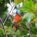 Cardinal de La Réunion au plumage rouge éclatant perché sur une branche, île de La Réunion