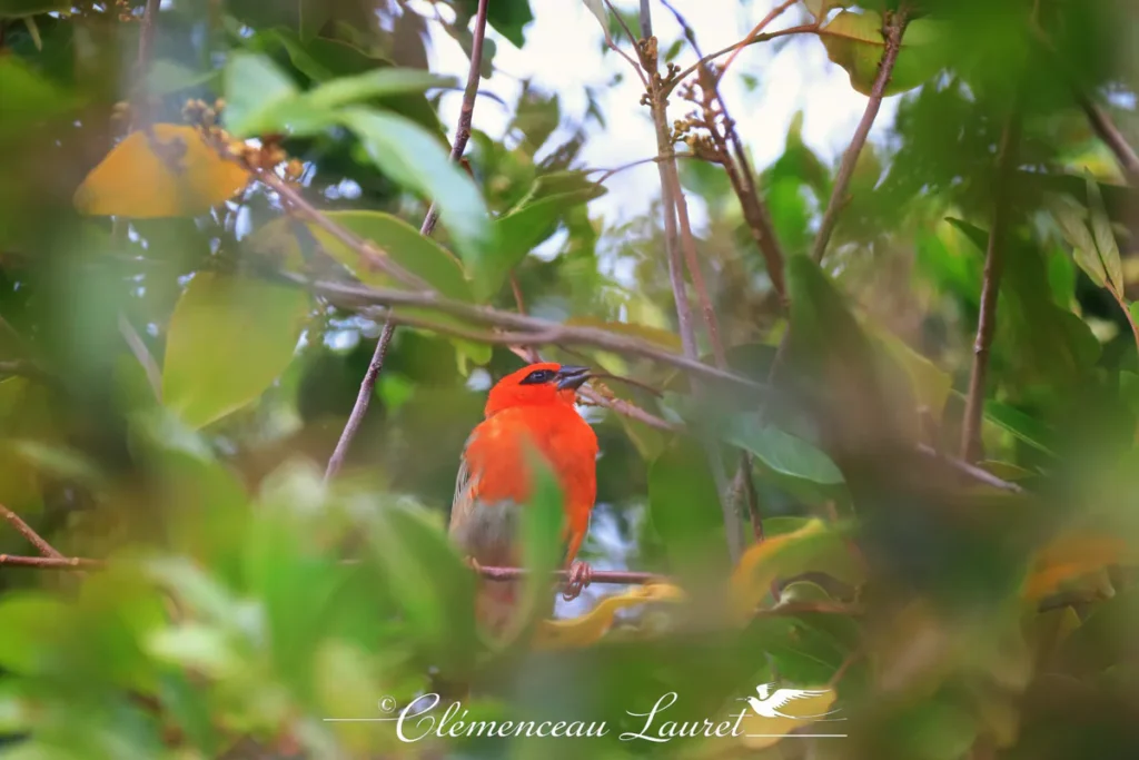 Cardinal oiseau de La Réunion observé à travers la végétation dense, île de La Réunion