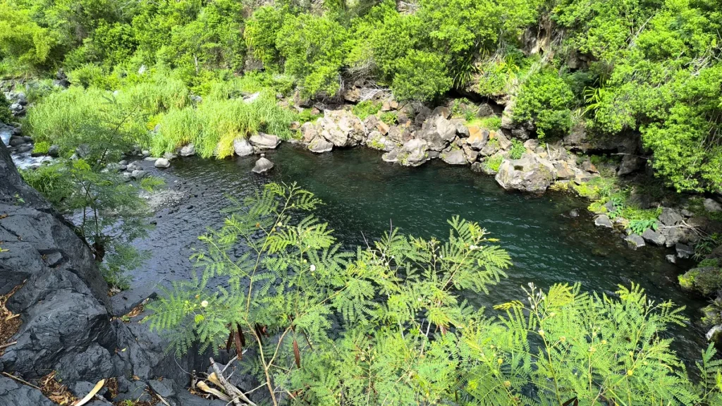 Vue d'en haut sur le lit de la rivière Langevin avec des branches au premier plan et des parois rocheuses volcaniques.