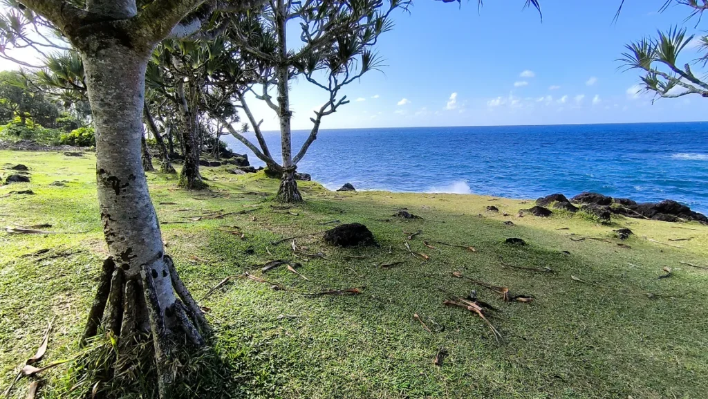 Vacoas en bord de mer sur une pelouse verte face à l'océan Indien
