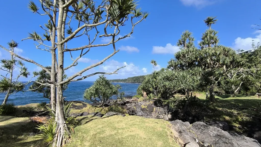 Arbre au premier plan donnant sur une crique rocheuse bordée par la mer