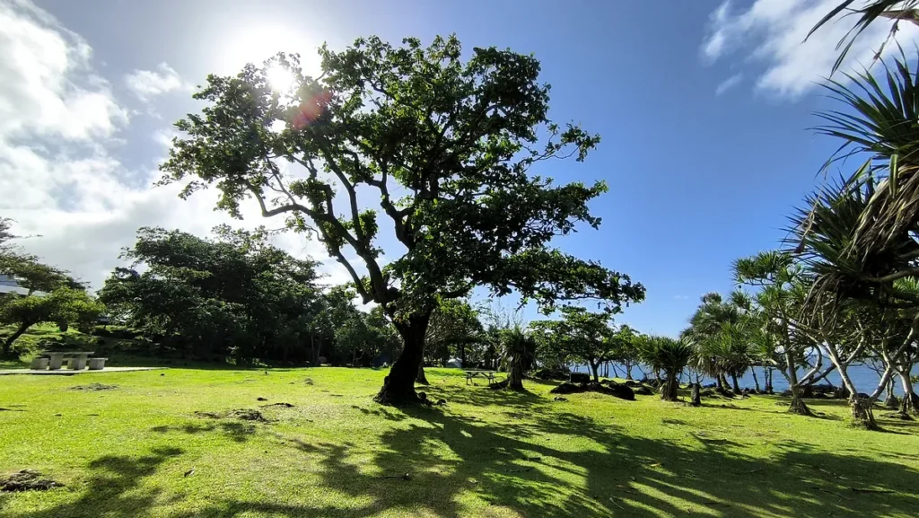 Grand arbre épanoui au centre d'une grande pelouse ensoleillée