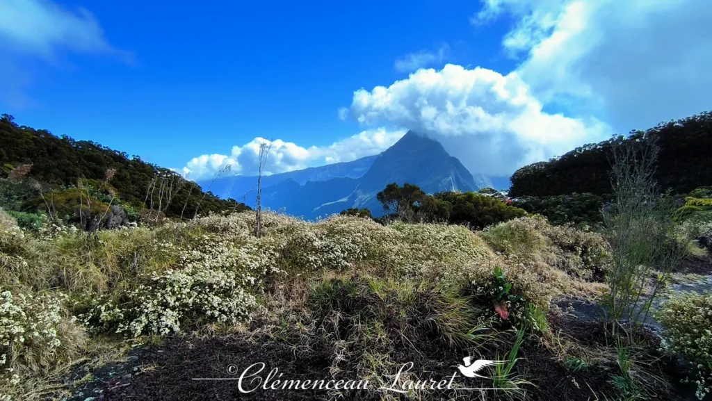 Végétation d'altitude aux petites fleurs blanches devant un piton rocheux entouré de nuages sous un ciel bleu.