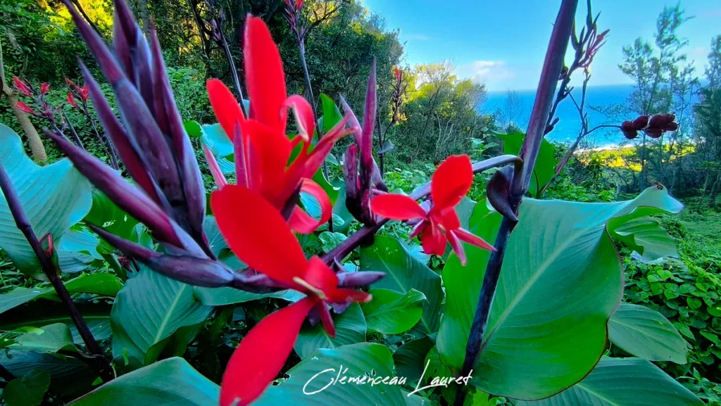 Photographie en gros plan de fleurs de conflore rouges éclatantes et de boutons pourpres, avec en arrière-plan la végétation dense et la mer bleue de l'île de la Réunion. Signature "Clémenceau Lauret" visible.