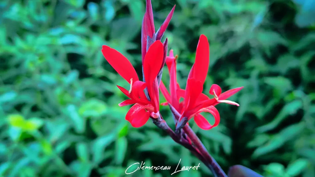 Plan rapproché sur deux fleurs de conflore d'un rouge vif sur une tige sombre, se détachant sur un fond flou de végétation verte luxuriante à la Réunion. Signature "Clémenceau Lauret" en bas.