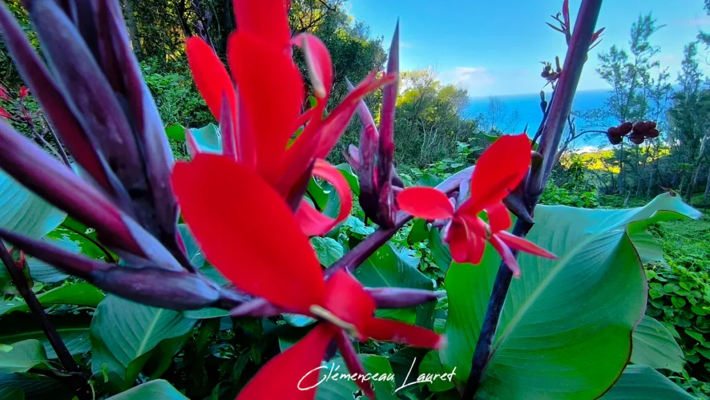 Vue de près de fleurs de conflore rouge vif, entourées de boutons pourpres et de grandes feuilles vertes, avec une vue panoramique sur la côte et l'océan à la Réunion. Signature "Clémenceau Lauret".