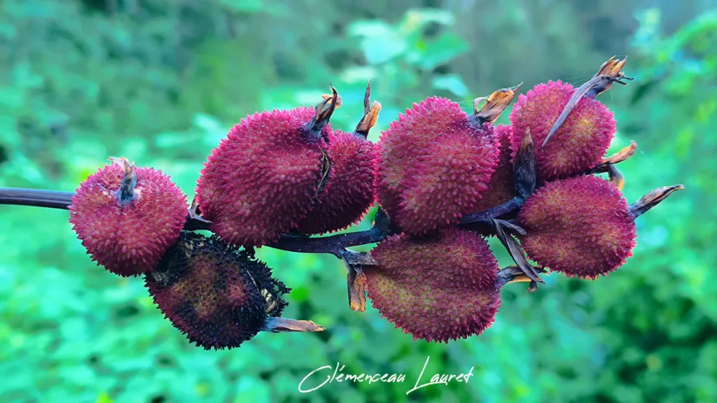Plan moyen sur une grappe de fruits de conflore épineux, de couleur pourpre et marron, suspendus à une tige au milieu d'un feuillage vert flou à la Réunion. Signature "Clémenceau Lauret".