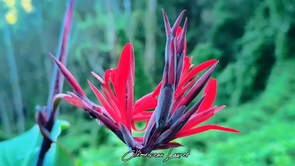 Photographie de fleurs de conflore d'un rouge intense et de boutons pourpres, en contre-jour sur un fond vert flou de végétation à la Réunion. Signature "Clémenceau Lauret" au bas de l'image.