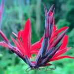 Photographie de fleurs de conflore d'un rouge intense et de boutons pourpres, en contre-jour sur un fond vert flou de végétation à la Réunion. Signature "Clémenceau Lauret" au bas de l'image.
