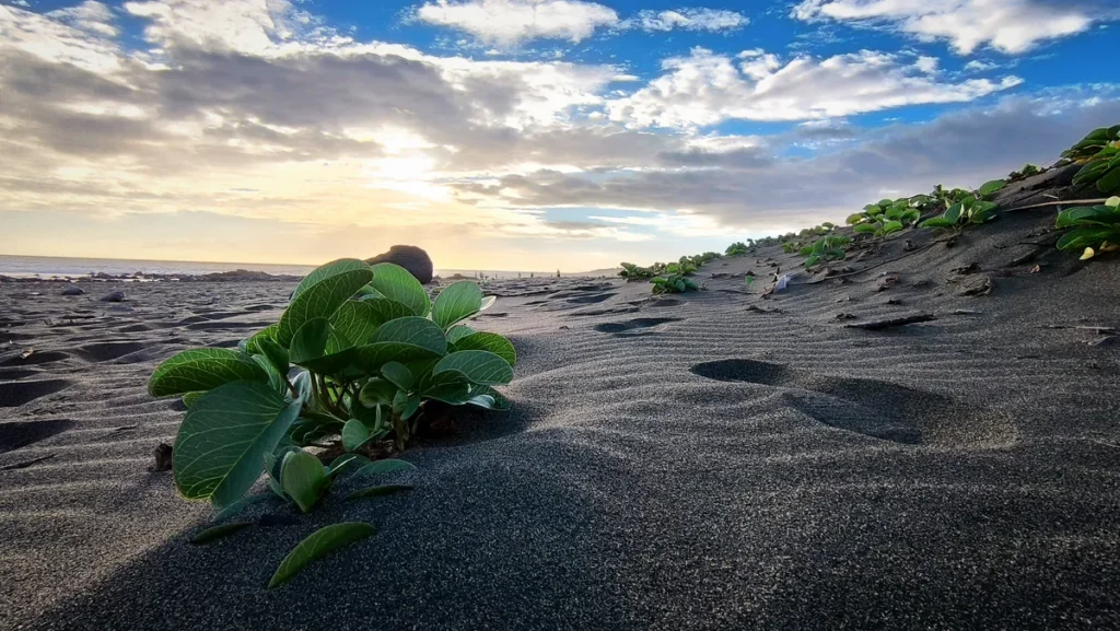 Gros plan sur de la végétation verte côtière poussant dans le sable noir texturé à l'Étang-Salé au coucher du soleil.