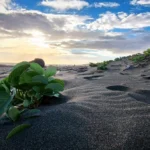 Gros plan sur de la végétation verte côtière poussant dans le sable noir texturé à l'Étang-Salé au coucher du soleil.
