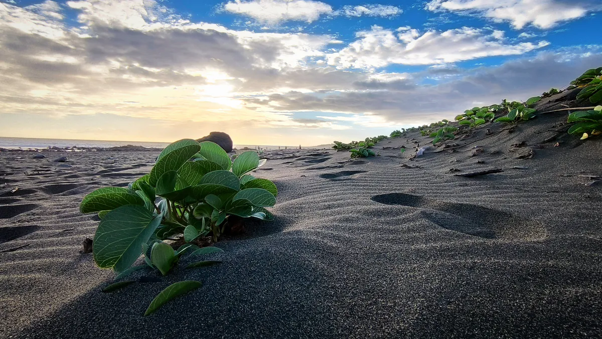 Gros plan sur de la végétation verte côtière poussant dans le sable noir texturé à l'Étang-Salé au coucher du soleil.