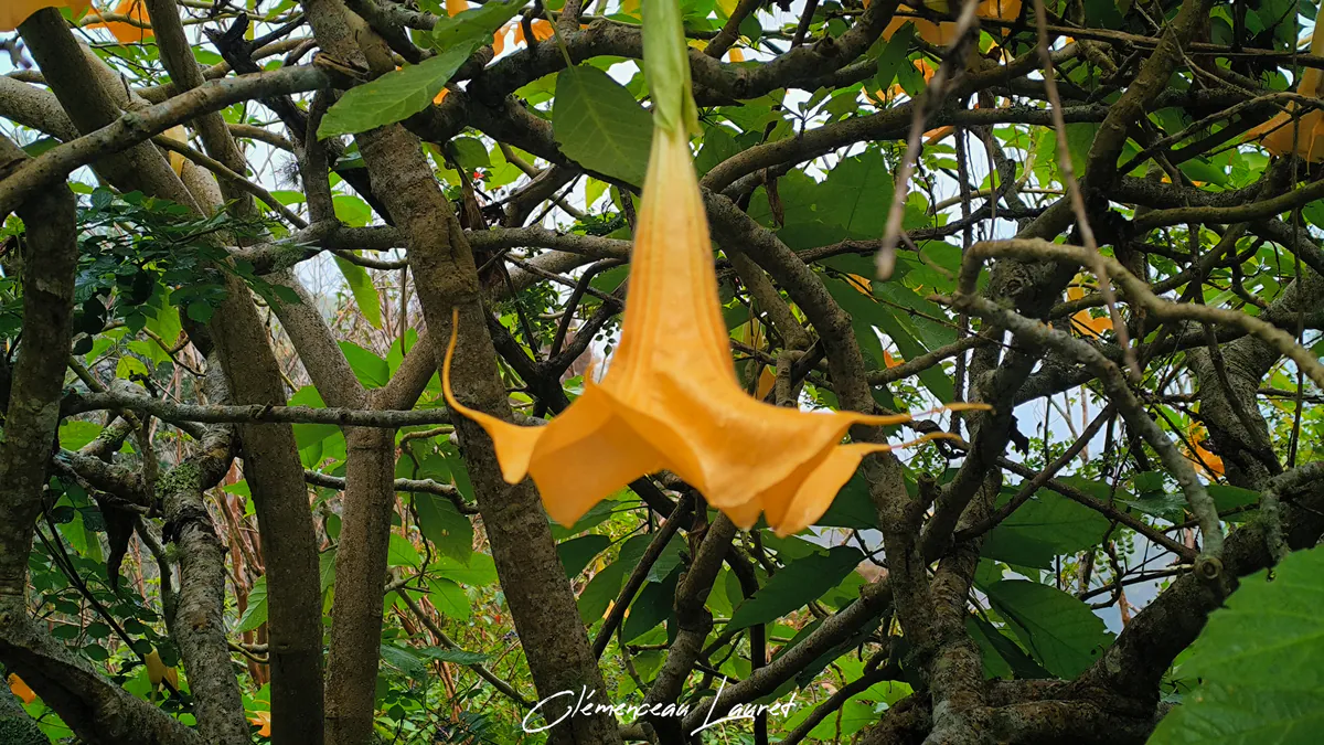 Trompette des anges jaune pendante au milieu des branches au Tévelave