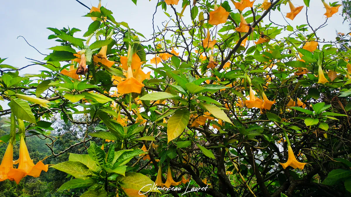 Floraison abondante de trompettes des anges jaunes sous la canopée