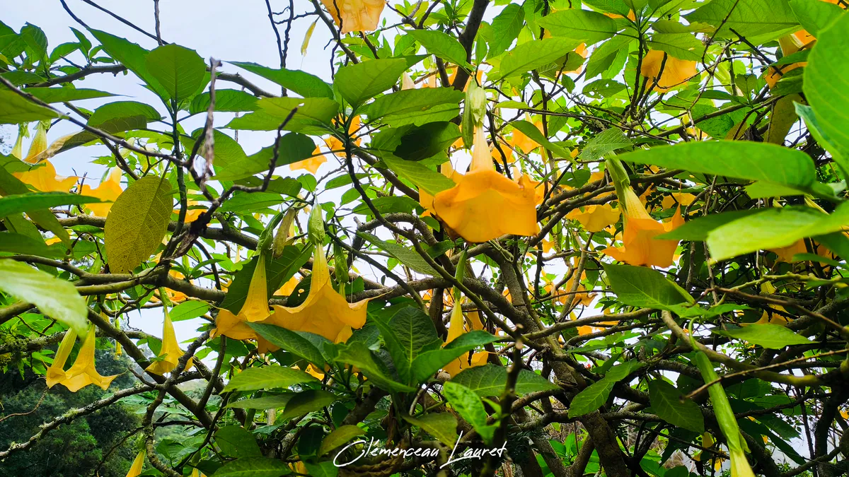 Gros plan sur l'architecture des branches et fleurs de trompette des anges