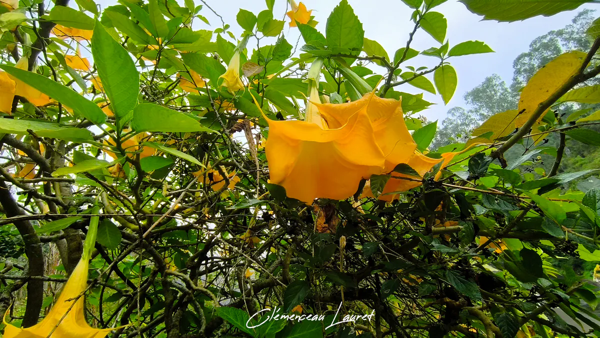 Fleur de trompette des anges jaune vue de près avec gouttes d'eau