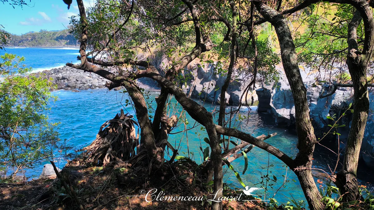 Tronc d arbre tordu et branches enchevétrees surplombant l eau bleue et la falaise basaltique sous un ciel ensoleille.