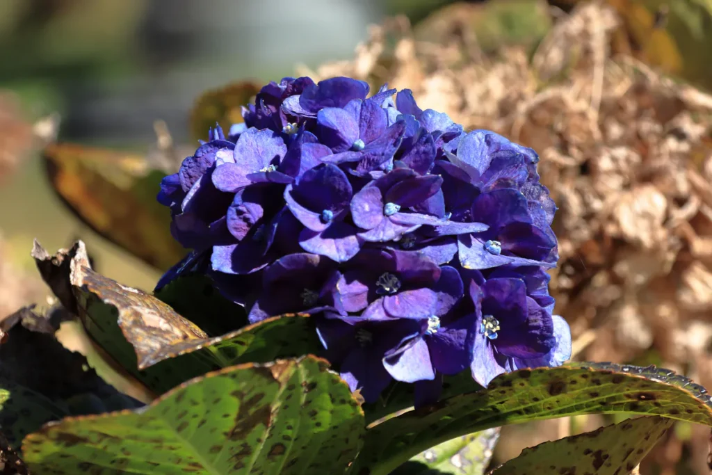 Gros plan sur une fleur d'hortensia violette et bleue à La Réunion. Photographie sous licence libre Creative Commons.