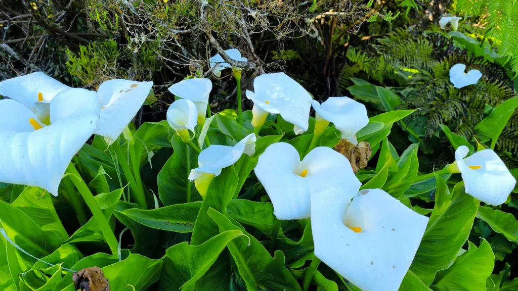 Touffe de fleurs d'arums sauvages blancs fleuris au milieu de la végétation tropicale