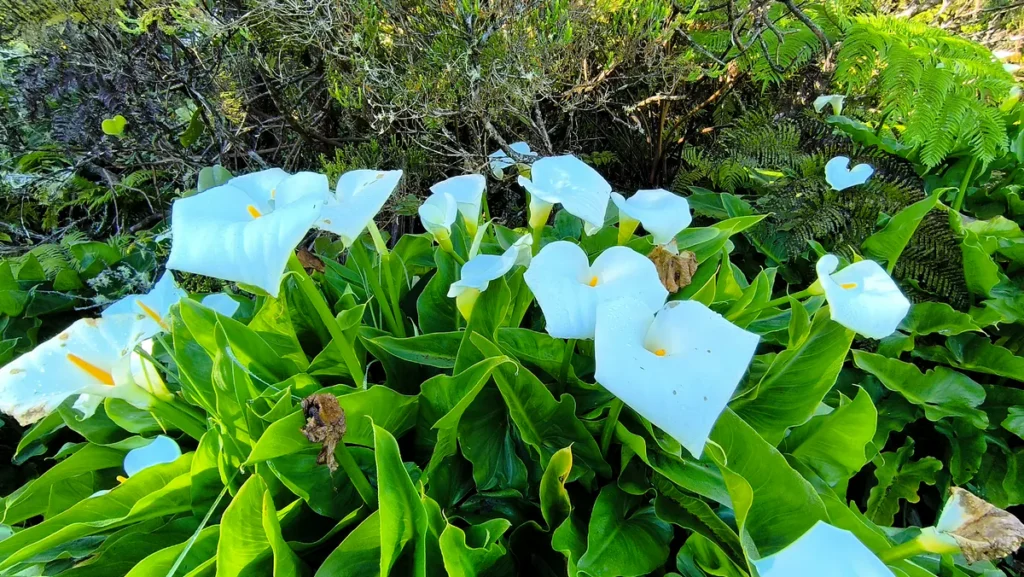 Massif d'arums blancs bordé de fougères et de branches d'arbres tropicaux